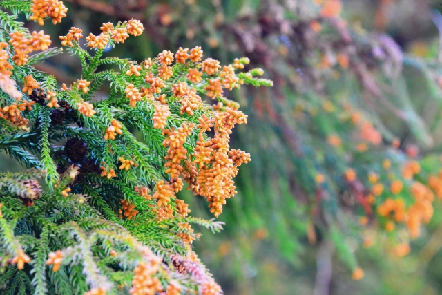 花粉の季節に最適！洗濯代行サービスで花粉対策を万全に