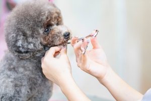 【犬の抜け毛対策】洗濯しても取れない毛をスッキリ落とす方法