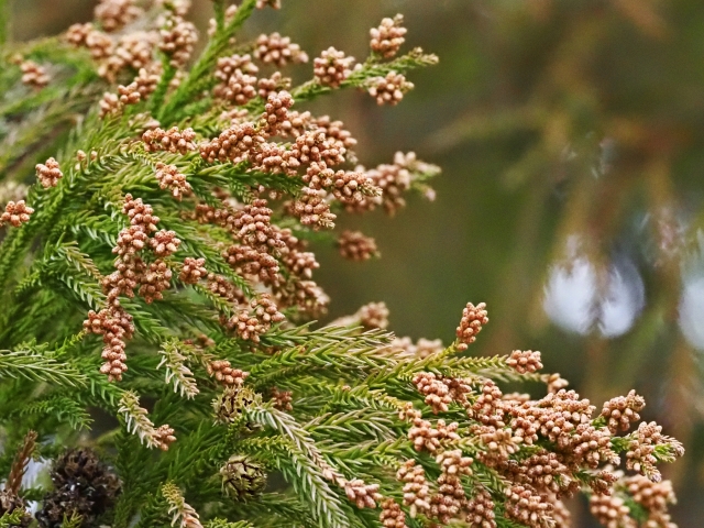 洗濯物の花粉やほこりに悩むなら洗濯代行サービスが便利！